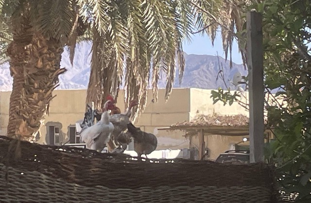 Authentic charming 2-Bed House in Dahab
