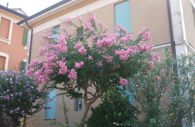 B&B Accorsi