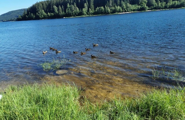 Black Forest, exclusive wellness oasis with sauna. Freiburg /Feldberg /Schluchsee /Zurich