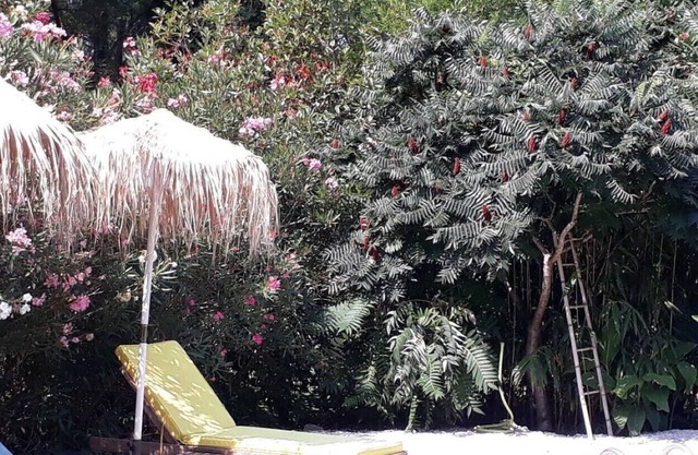 Chalet with pool between Orange Avignon Chateauneuf du pape.