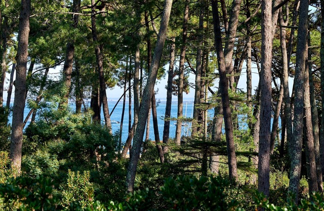 Contemporary villa Cap Ferret 5 mns from the beach of the Americans - Bassin view