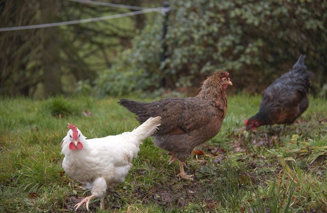 Fabulous Rural Farm Holiday Cottage near Drymen, Loch Lomond.