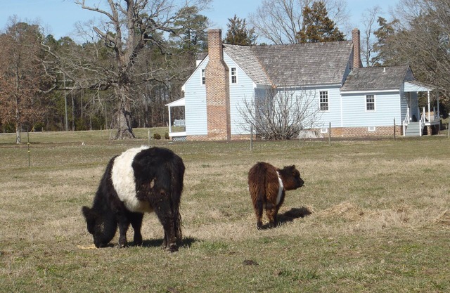 Farm-stay, Diversified Working Farm, Agrarian Setting