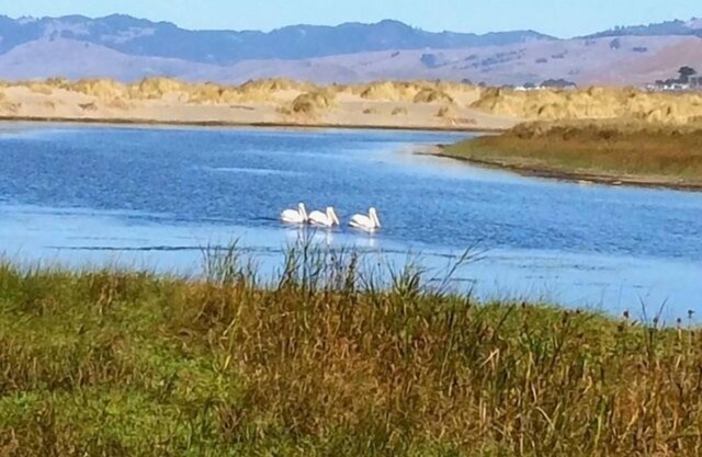 Fishermans Cottage~Charming Coastal Cottage in Bodega Bay, Walk to Beach/WiFi