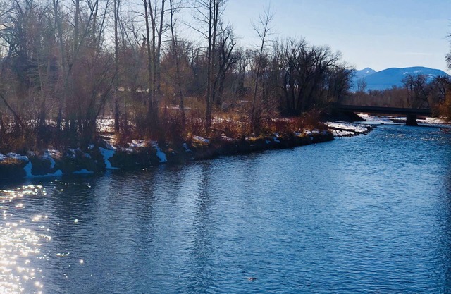 Flyfish the Gallatin from your Backyard!