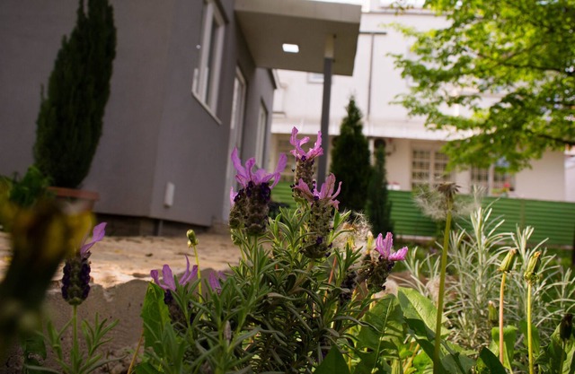 Fully equiped apartment with big garden in Belgrade