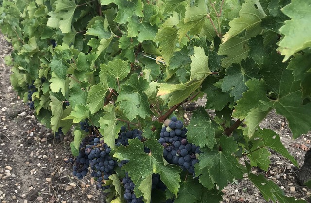 Gite 8-10 P, private pool, large garden, Surf, 15 min Montalivet Vignoble Médoc