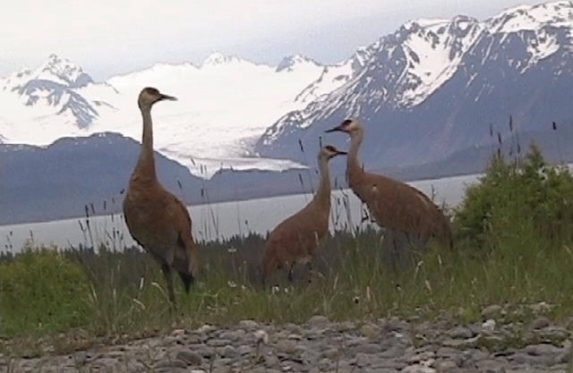Glacier View Cabin with Spectacular Views of Grewingk Glacier and Kachemak Bay