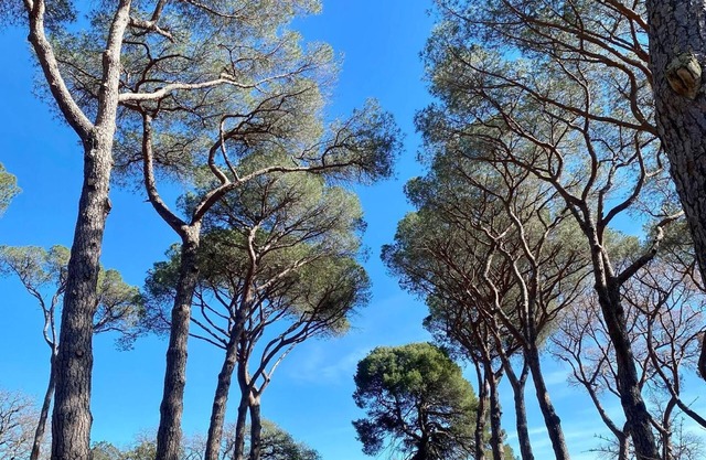Holiday apartment Pézenas for 1 - 2 persons with 1 bedroom - Holiday house