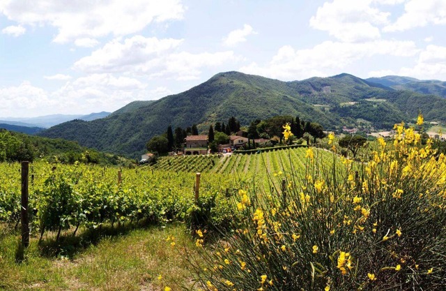 Il Tiglio - Azienda Agricola Frascole
