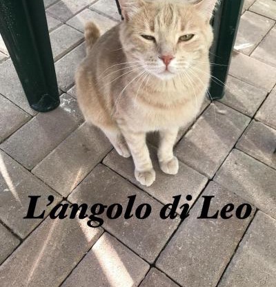 L'Angolo di Leo