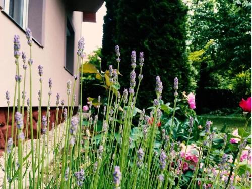 Lavender Apartment