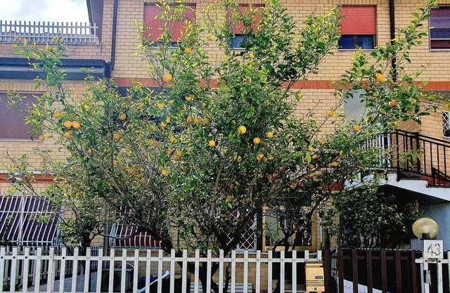 Lemon Tree House