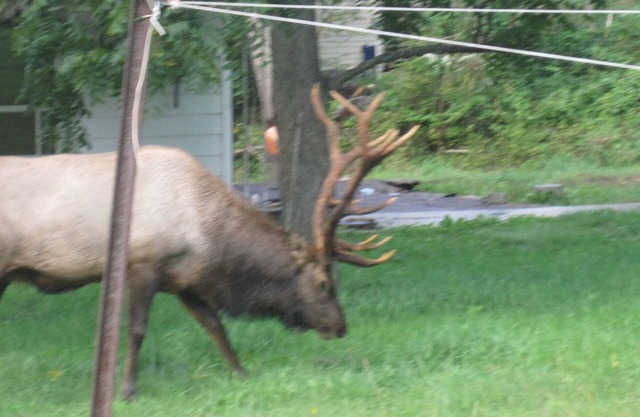 Located In The Heart Of Elk Country, Bennetts Branch Lodge Is A Beautiful Home.