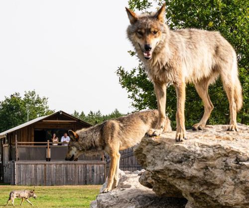 Lodges insolites chez RDV en Terre Animale