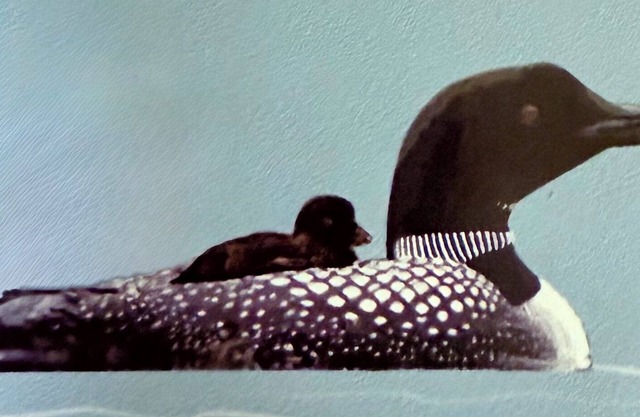 Loon Call Cottage DIRECTLY ACROSS from Little Sebago Lake With Easy Water Access