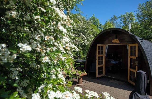 Macallan, Off-Grid Cabin in Woods: Macallan. Pet Friendly!