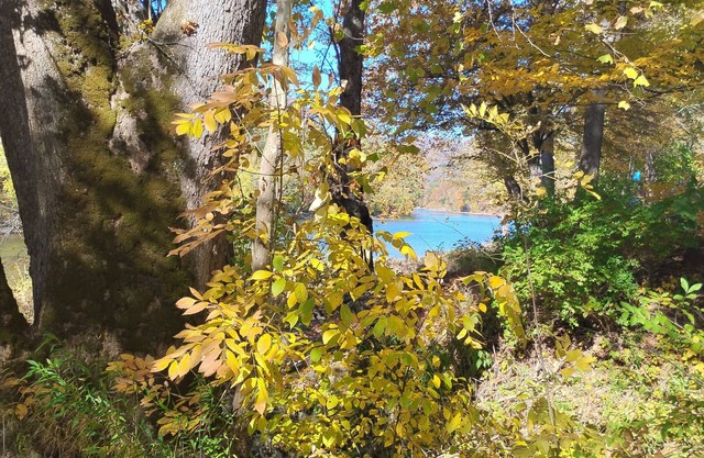 Magical cabin in the midst of a pawpaw patch on the bank of the Greenbrier River