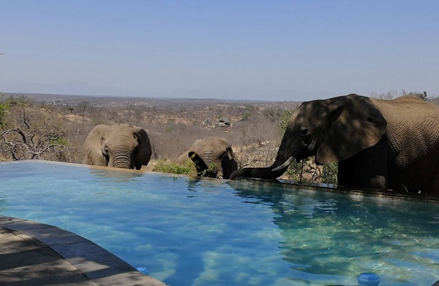 Mbizi Bush Lodge