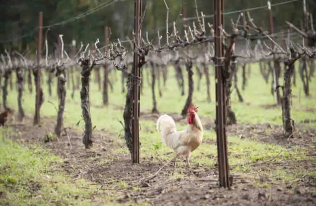 Mountain Vineyard Retreat.