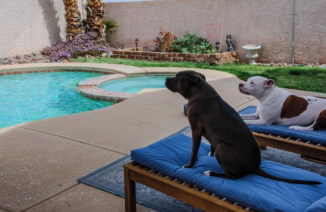 Must love pitbulls, private room in nice home with pool and hot tub