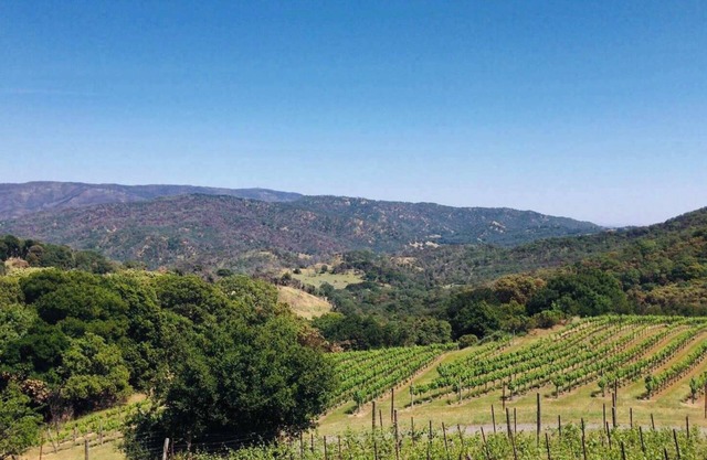 Napa Vineyard with Stunning Views By Allevo Homes