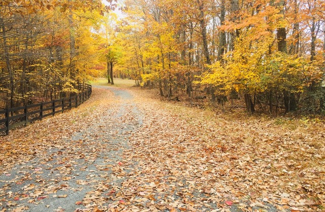 Pawesome Fall Escape!