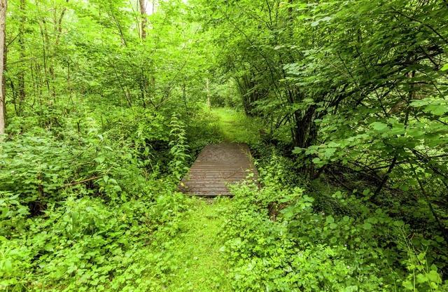 Peaceful Nature Stay in Bohon
