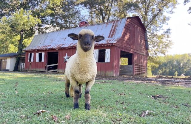 Peaceful Sheep Farm in Austin - Pet Friendly!