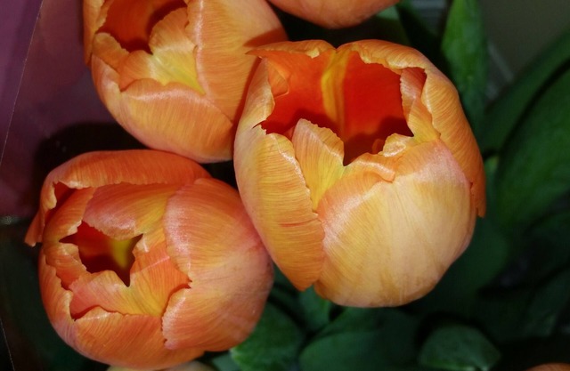 'PETIT JOLLY'