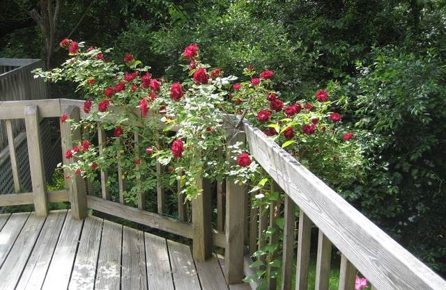 Quiet/Wooded/Walk to town: Shared home w/1 other guest room.