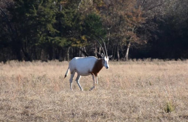 RV Spot on *Exotic Animal Ranch* Campground. BRING YOUR RV
