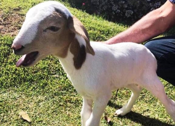 Sítio no interior de SP para curtir a Natureza