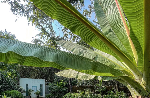 Shunyata Homestay by Earthaa Escapes