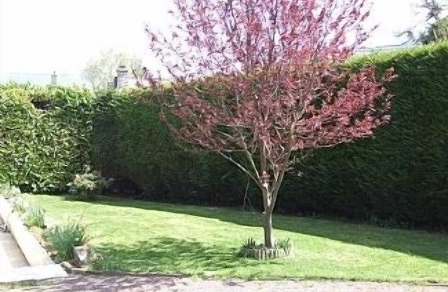 Spacious Cottage Sleeps 5, With Well Equipped Games Room And Sunny Garden