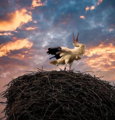 Storchennest
