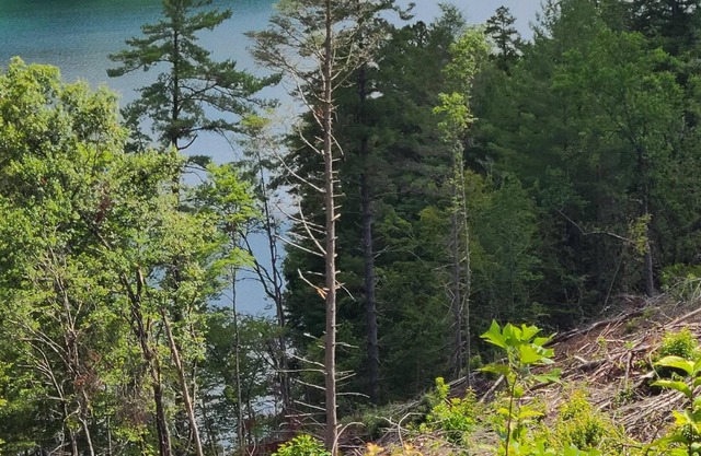 Tentrr Signature Site - Lake Hiwasee Camp 3