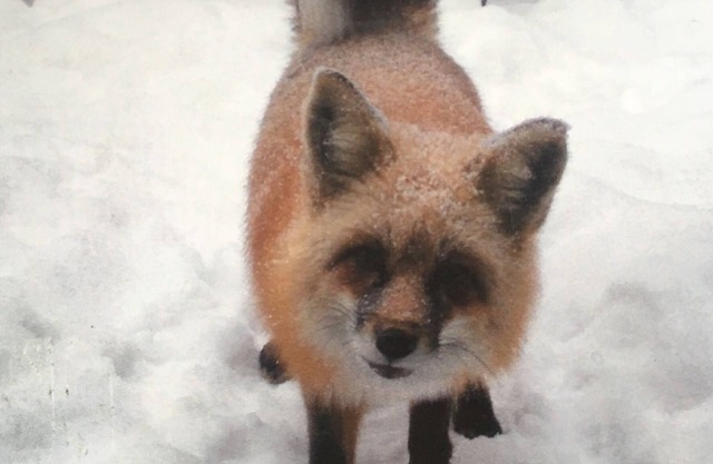 The Fox Den is the perfect cabin for a couples get away near Breckenridge CO.