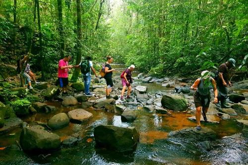 The Rain Forest
