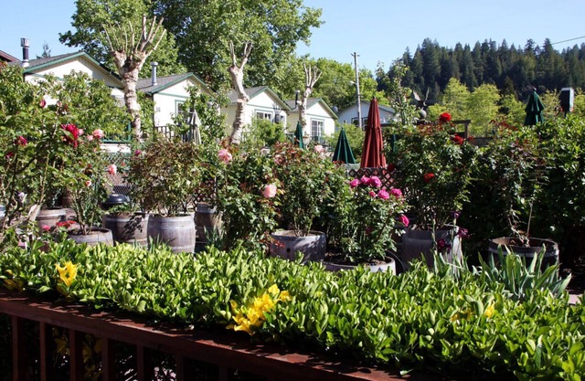 The Woods Hotel - Gay LGBTQ Cabins