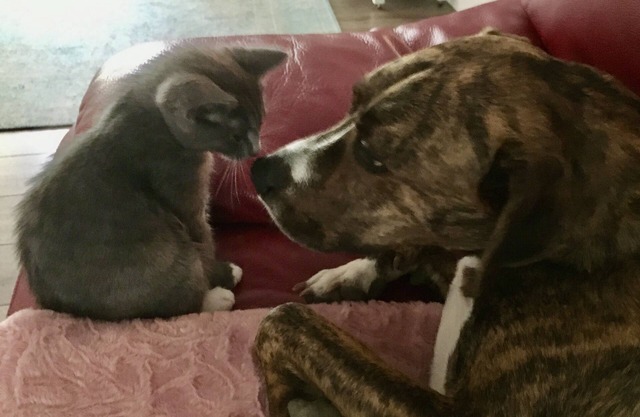 Tiny for Two + Pet - Near BEACH, SPORTS COMPLEX, OWA, TANGER