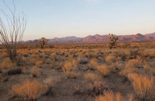 Tiny home in Joshua Tree Forest