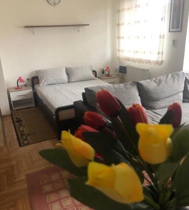 Tulipan