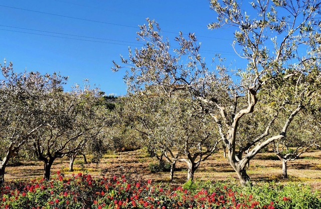Villa Alessi