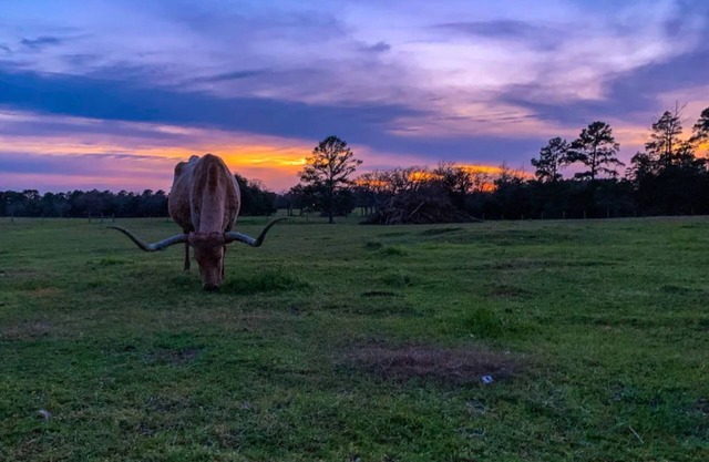 Warda Bluff Creek Ranch - Longhorns and Trails