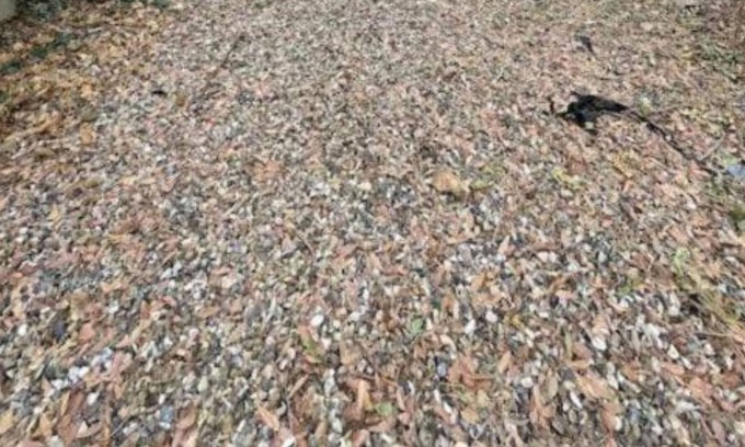 Newham Apartment | 4 bedroom 2 bathroom home