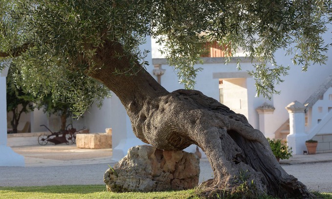 Ostuni Other | Agriturismo Masseria De Michele