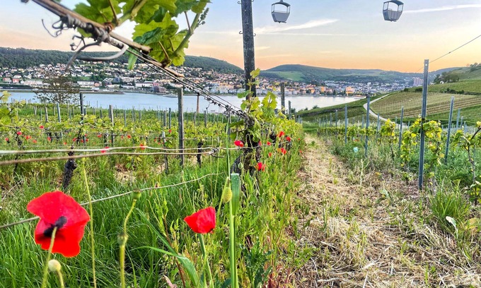 Mainz-Bingen Hotel | Altdeutsche Weinstube
