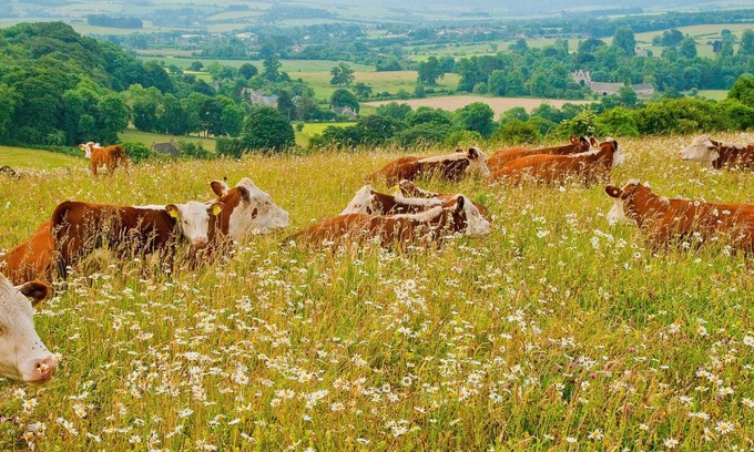 Whittington Cabin | Architectural gem on an acclaimed cotswold farm /1