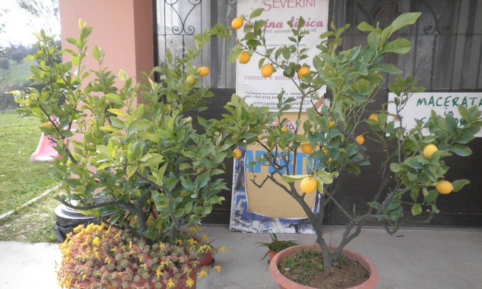 Morrovalle Bed & Breakfast | B&B Severini